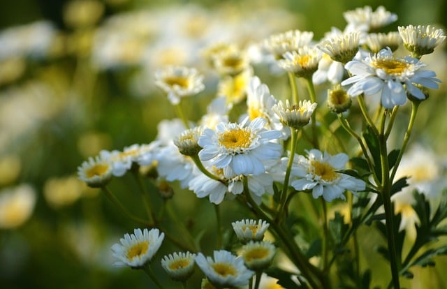 flower burial - Hong En Life