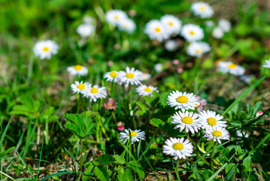 flower burial - Hong En Life